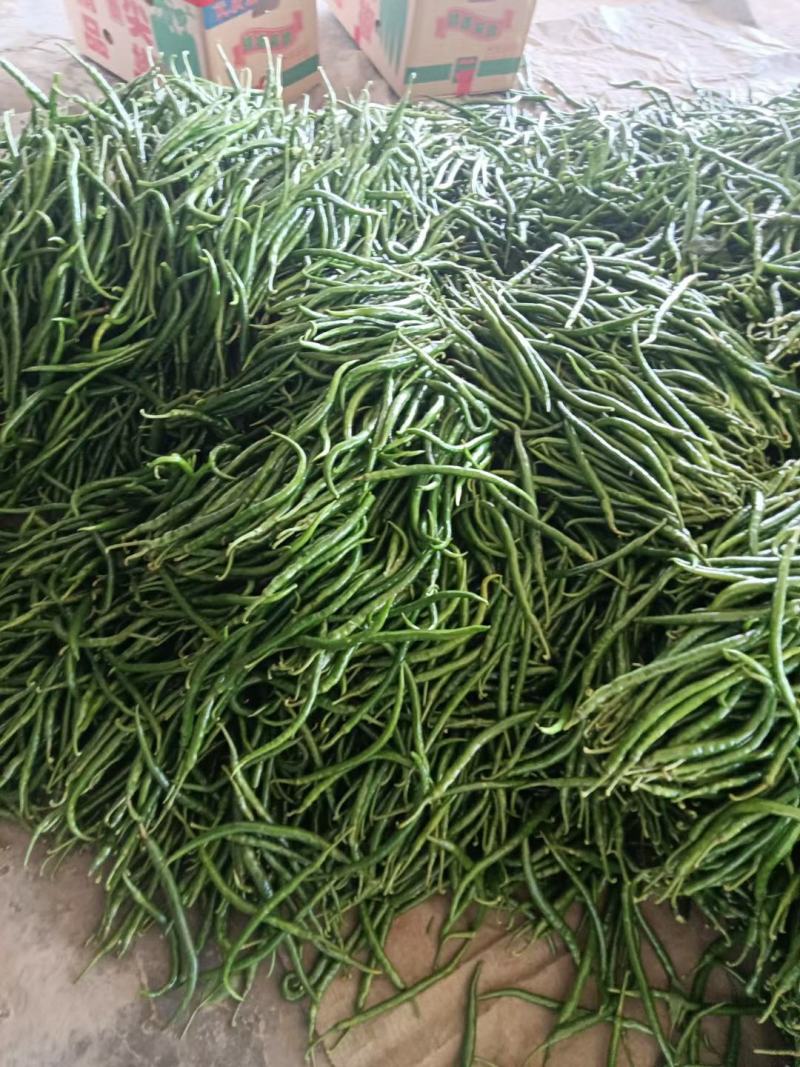 青三号线椒，新苗上市大量供应广东湛江专业产地代办实力供货