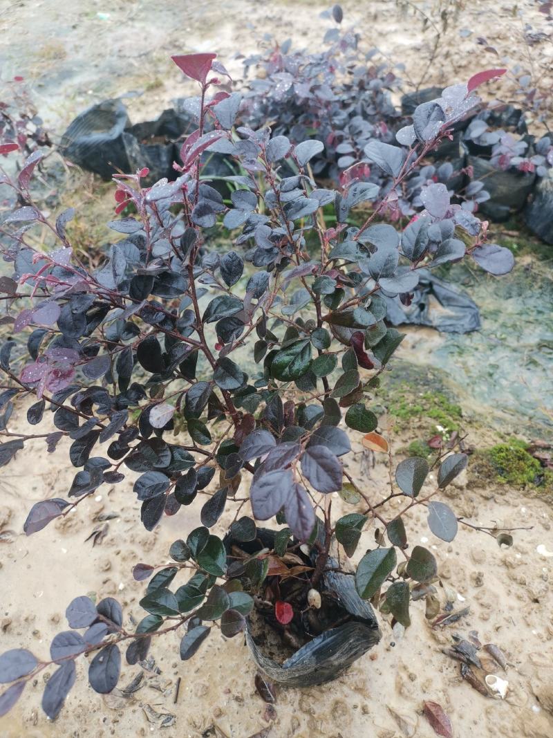 红花继木现在多少钱一颗湖北湖南陕西重庆哪里有生产苗圃基地