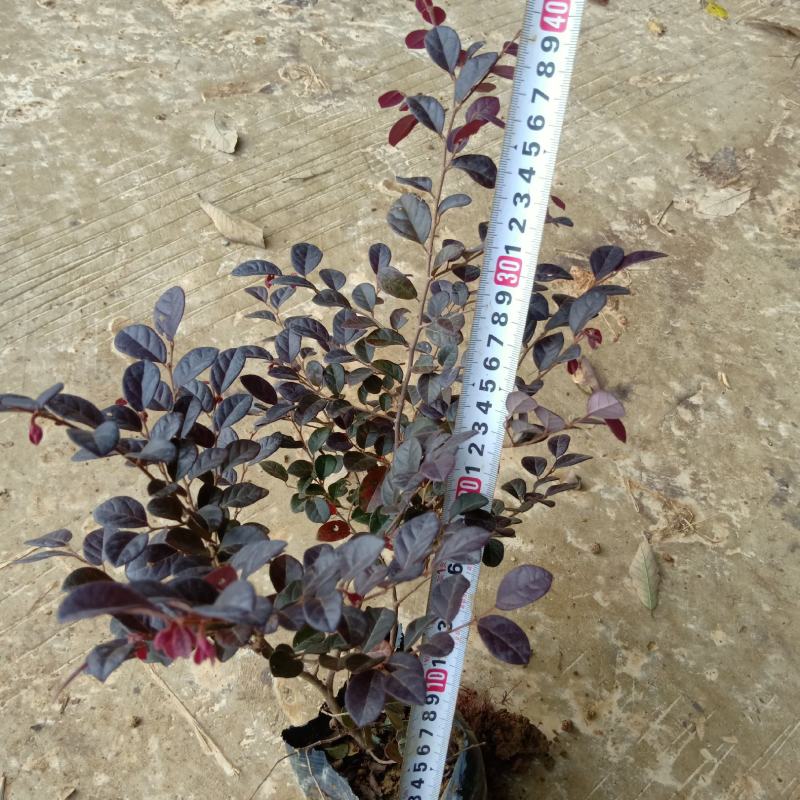 红花继木现在多少钱一颗湖北湖南陕西重庆哪里有生产苗圃基地