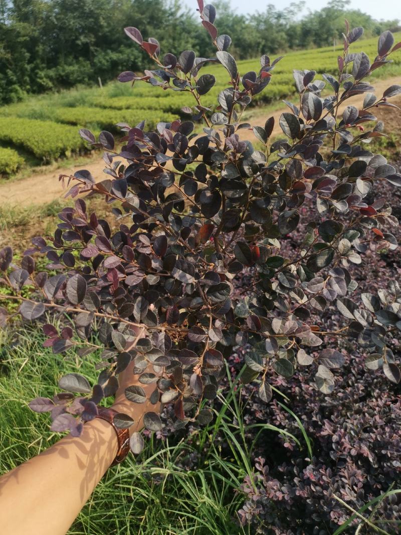 红花继木现在多少钱一颗湖北湖南陕西重庆哪里有生产苗圃基地