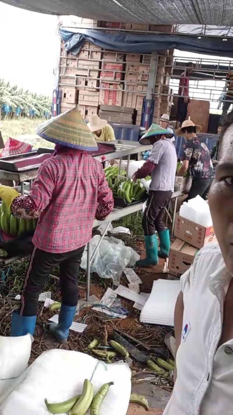 云南红河香蕉产地发货质量保证量大从优欢迎联系