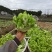 儿菜大量上市，无冒苔无红顶，叶片清秀，无腐烂