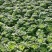 大棚黄心菜上市天然口感好黄心菜量大从优一手货源欢迎您来电