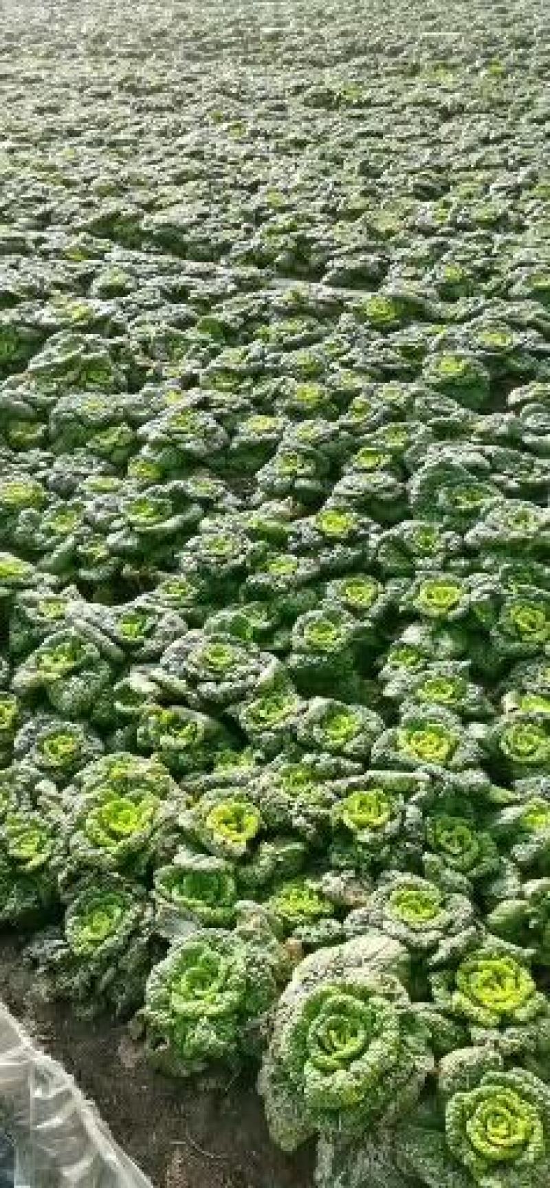 大棚黄心菜上市天然口感好黄心菜量大从优一手货源欢迎您来电
