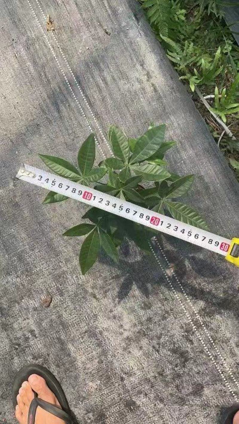 单杆发财树有大量货供应