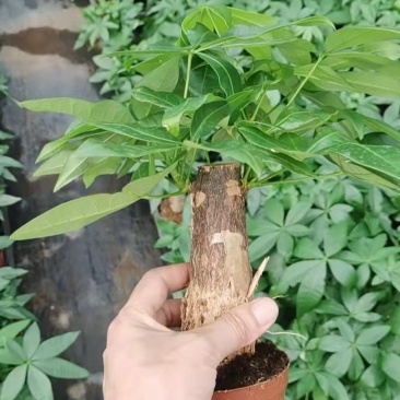 单杆发财树有大量货供应