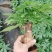 单杆发财树有大量货供应