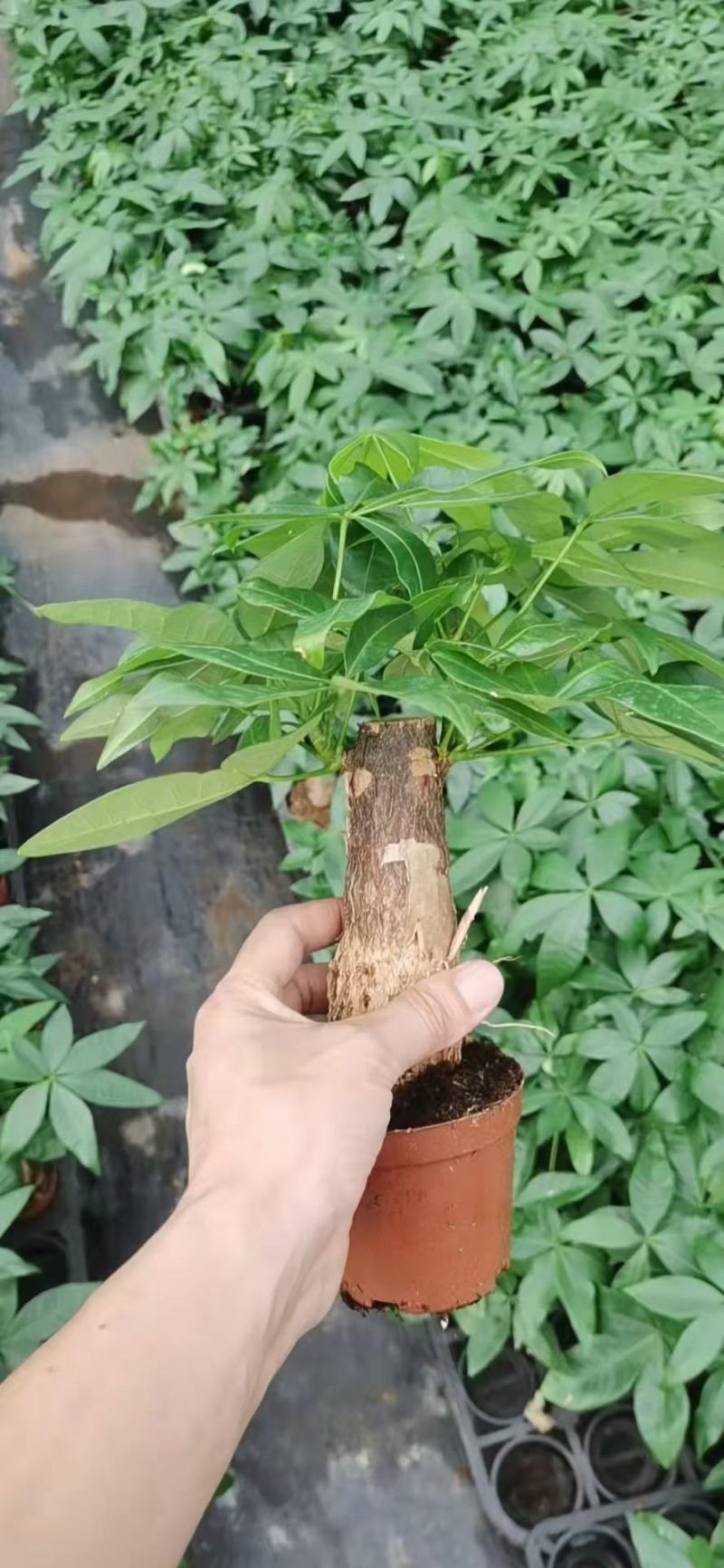 单杆发财树有大量货供应