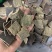 杜仲皮杜仲皮一公斤起批正品保证