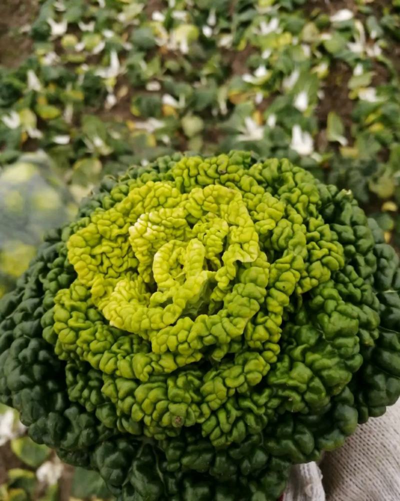 精品黄心乌又称乌塌菜产地安徽怀远量大优惠质量保证