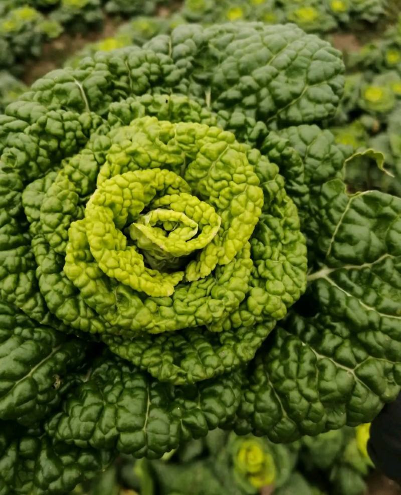 精品黄心乌又称乌塌菜产地安徽怀远量大优惠质量保证