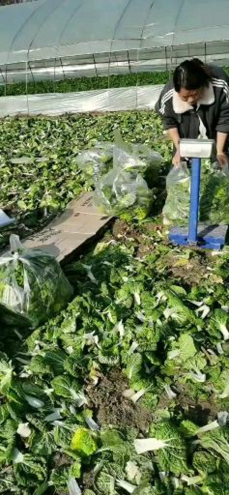 精品黄心乌又称乌塌菜产地安徽怀远量大优惠质量保证