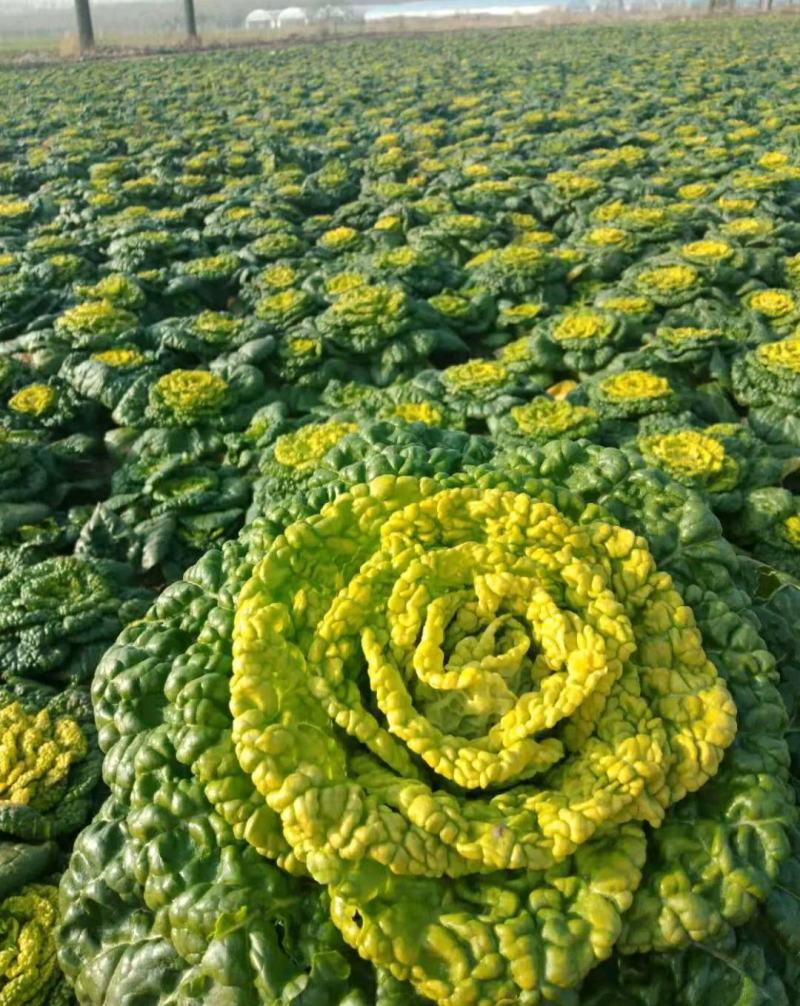 精品黄心乌又称乌塌菜产地安徽怀远量大优惠质量保证