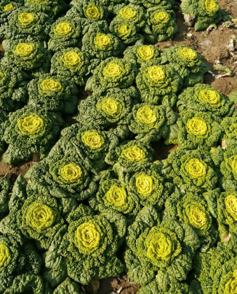 精品黄心乌又称乌塌菜产地安徽怀远量大优惠质量保证