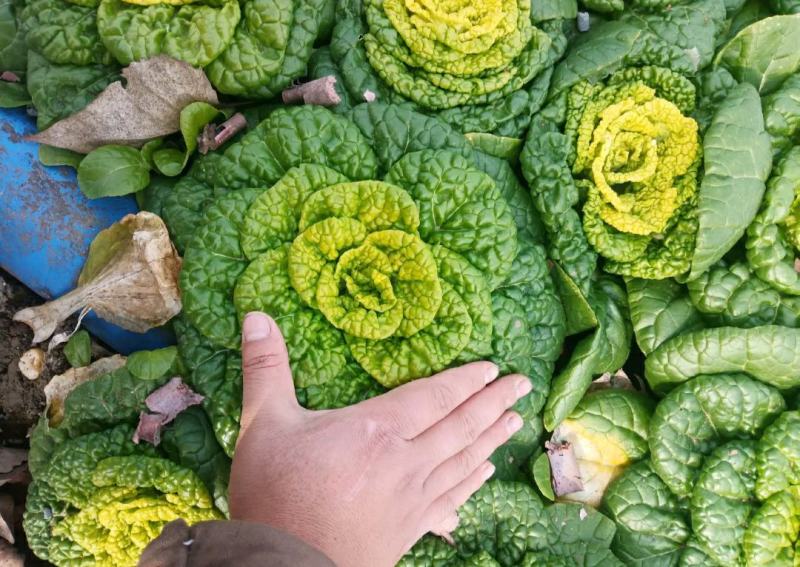 精品黄心乌又称乌塌菜产地安徽怀远量大优惠质量保证