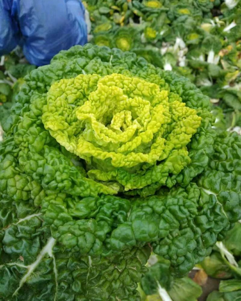 精品黄心乌又称乌塌菜产地安徽怀远量大优惠质量保证