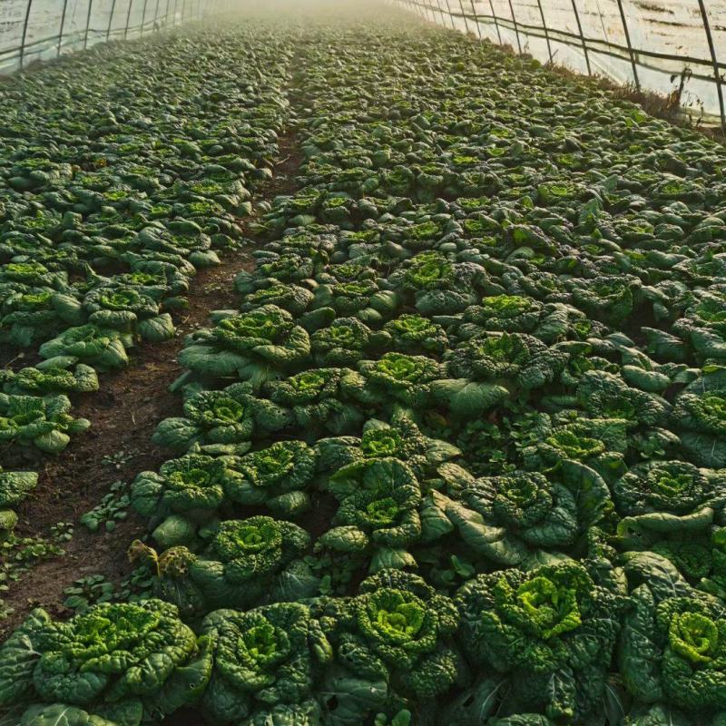 精品黄心乌又称乌塌菜产地安徽怀远量大优惠质量保证