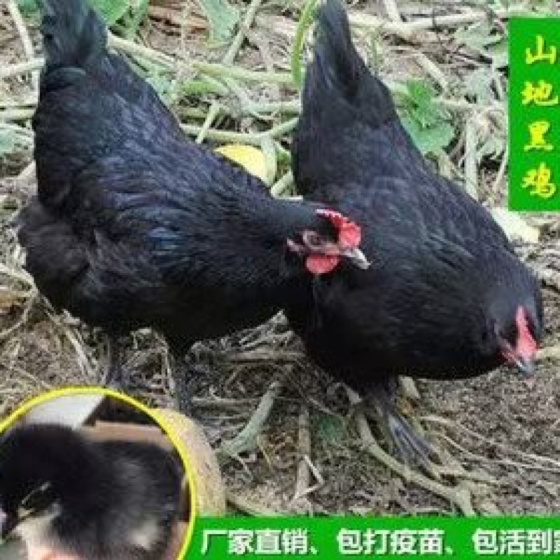 黑土鸡苗黑鸡苗温室黑五鸡苗快大黑长速快抗病强存活高黑鸡苗