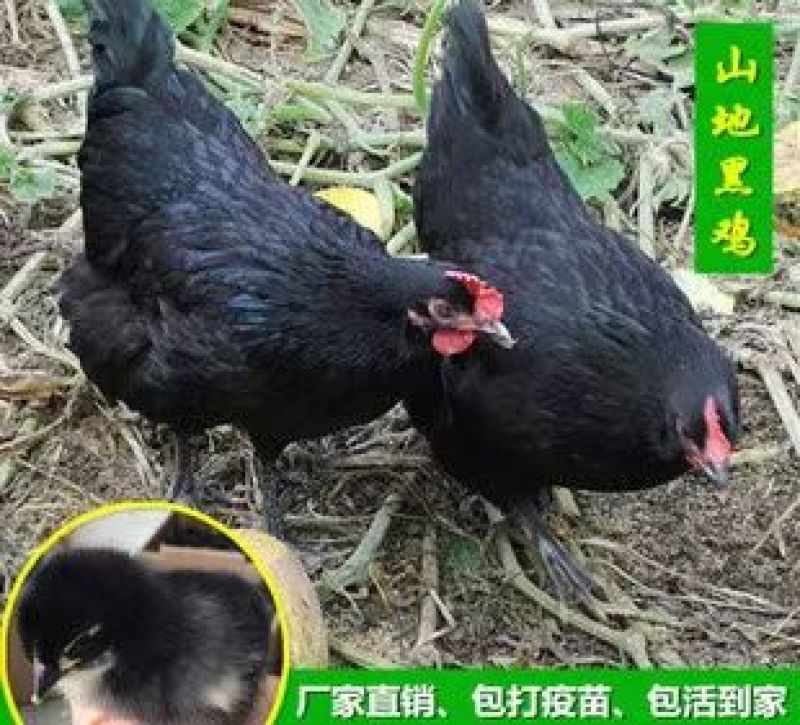 黑羽绿壳蛋鸡苗黑毛蛋鸡出壳苗黑羽白皮土鸡苗质量正宗高产蛋