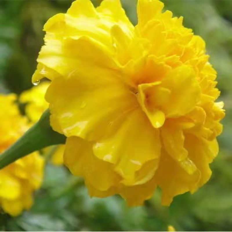 孔雀草花种子混色重瓣草花种子庭院室外景观花卉四季易种花种