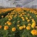 孔雀草花种子混色重瓣草花种子庭院室外景观花卉四季易种花种