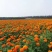 孔雀草花种子混色重瓣草花种子庭院室外景观花卉四季易种花种