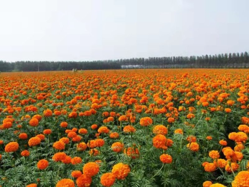 孔雀草花种子混色重瓣草花种子庭院室外景观花卉四季易种花种