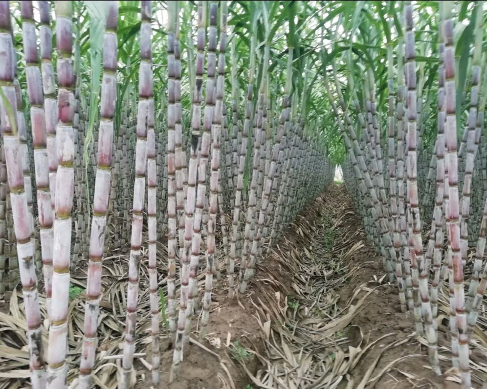 甘蔗种植基地航拍图