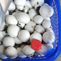 社区团购白蘑菇双孢蘑菇口蘑