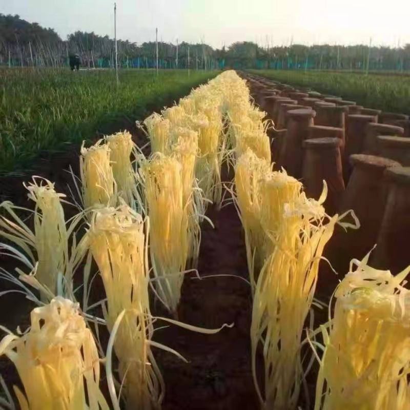 精品韭菜，货源充足30-40公分，价格优惠，基地货源，