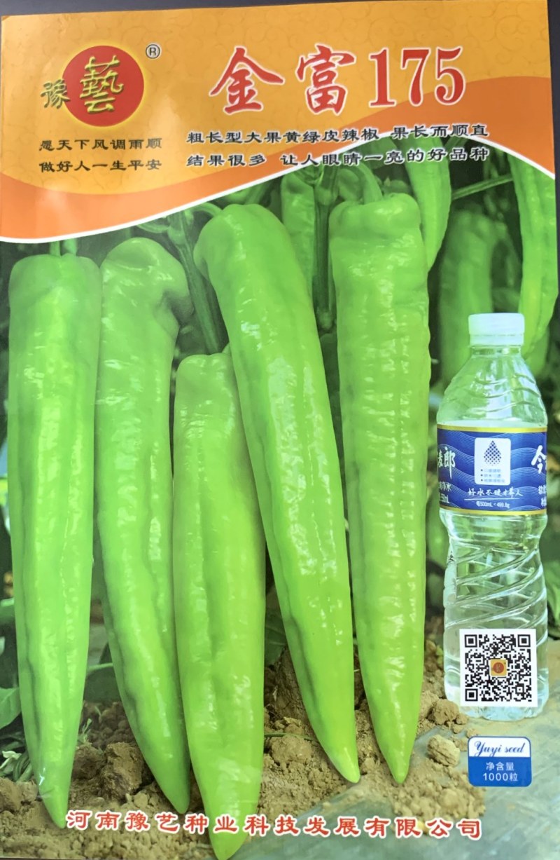 豫艺金富175大果高产牛角椒种子亩产万斤，大棚专用