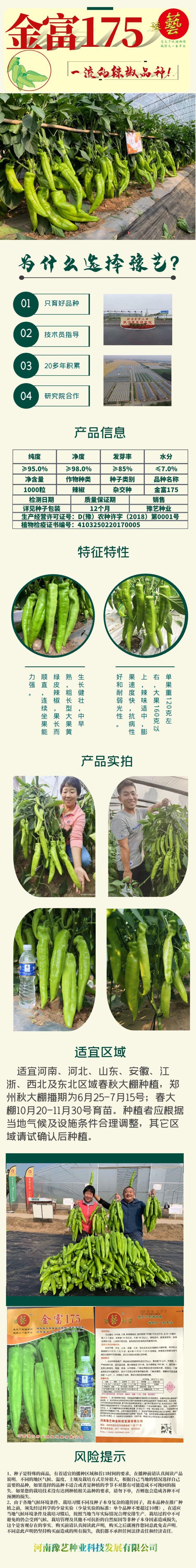 豫艺金富175大果高产牛角椒种子亩产万斤，大棚专用