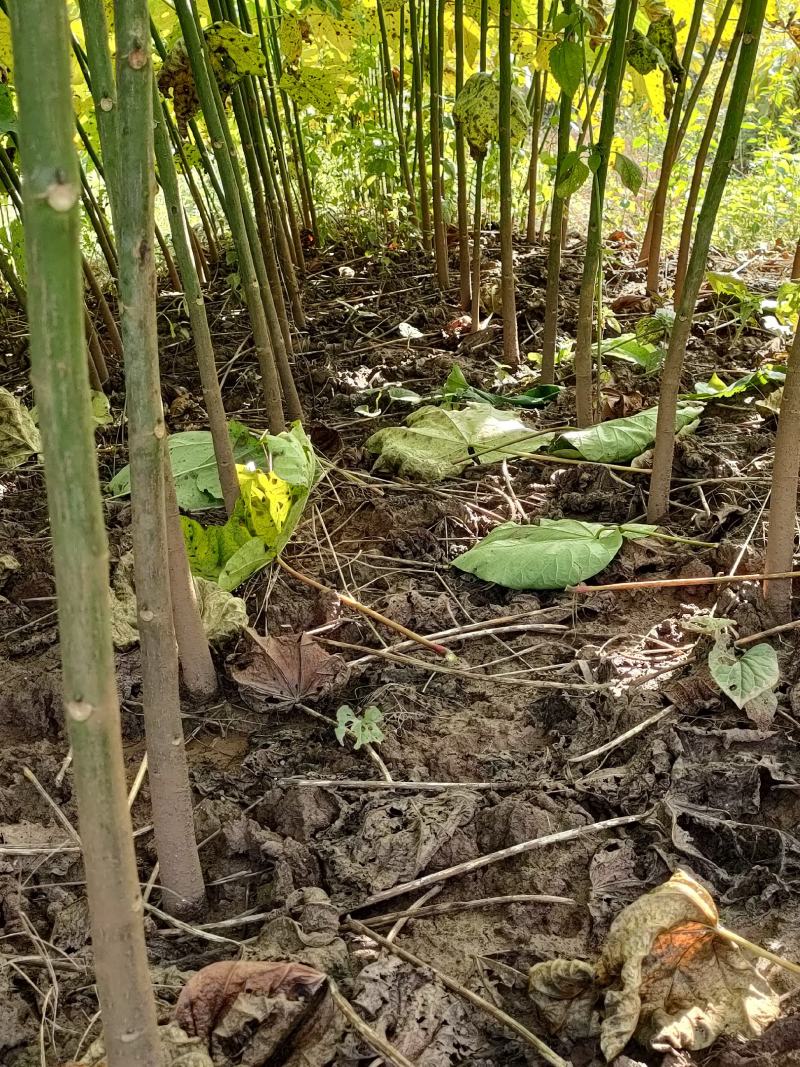 高产优质油桐批发基地，买油桐树苗请选择我们专业的培育公司