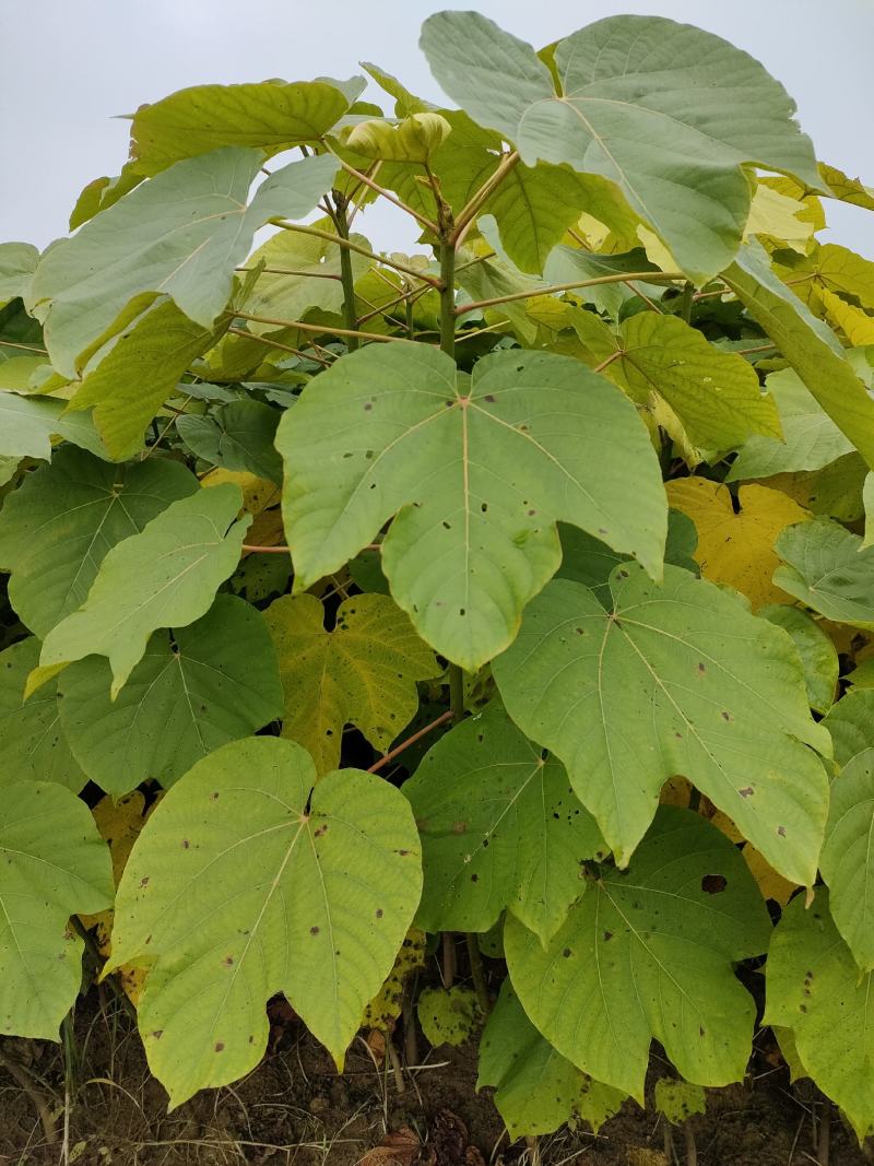 高产优质油桐批发基地，买油桐树苗请选择我们专业的培育公司