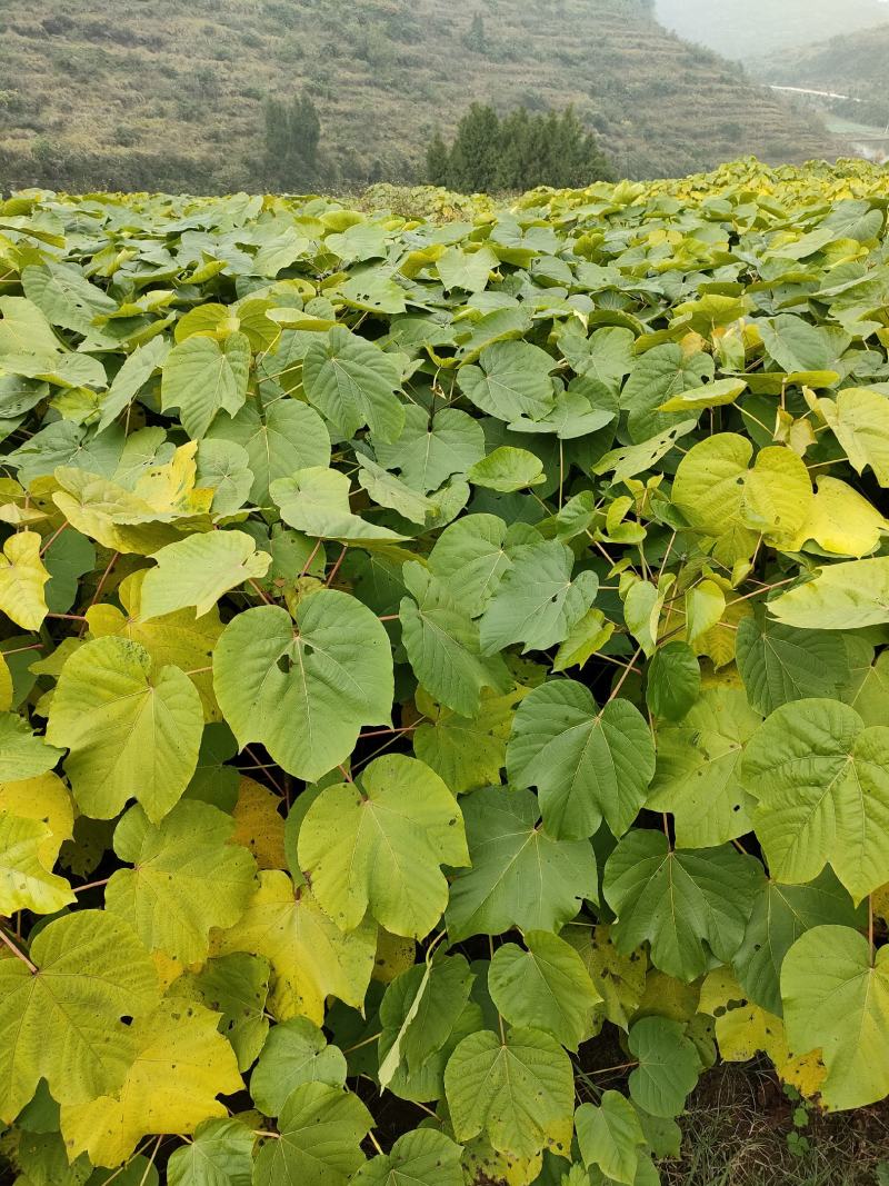 高产优质油桐批发基地，买油桐树苗请选择我们专业的培育公司