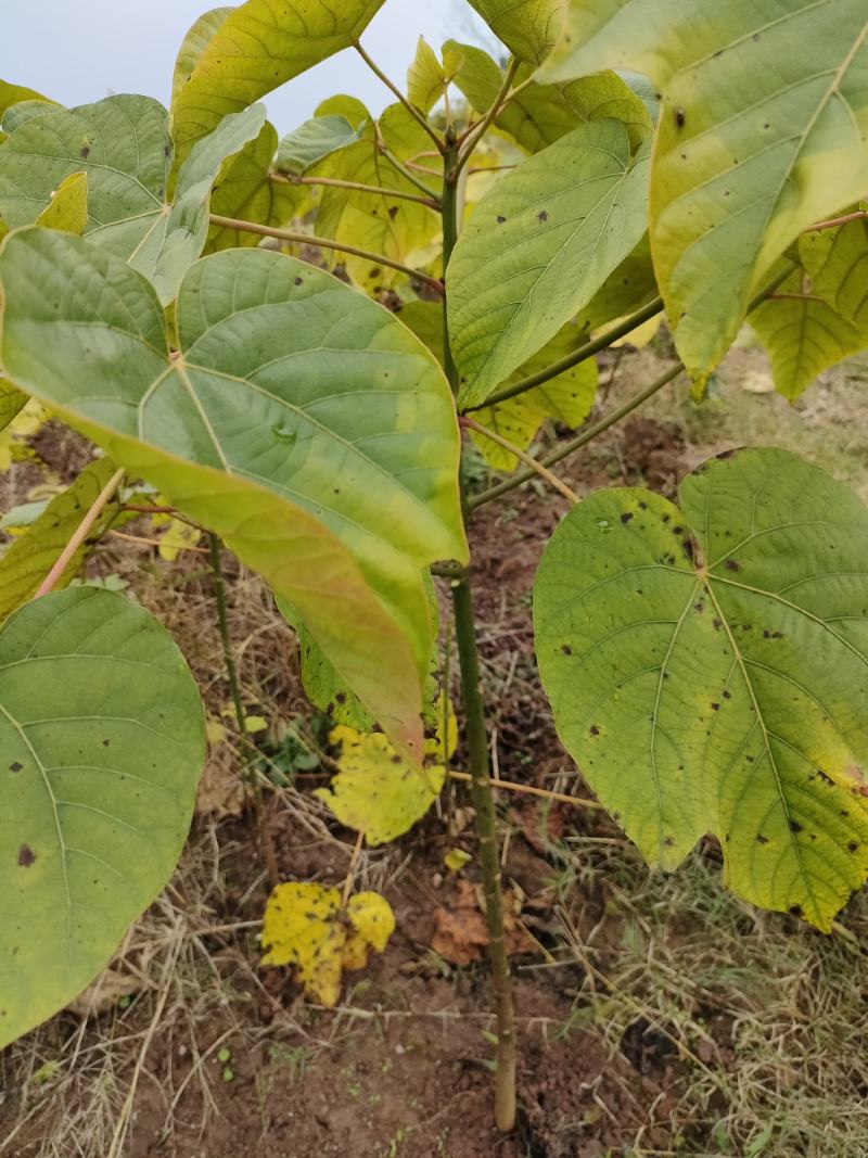高产优质油桐批发基地，买油桐树苗请选择我们专业的培育公司