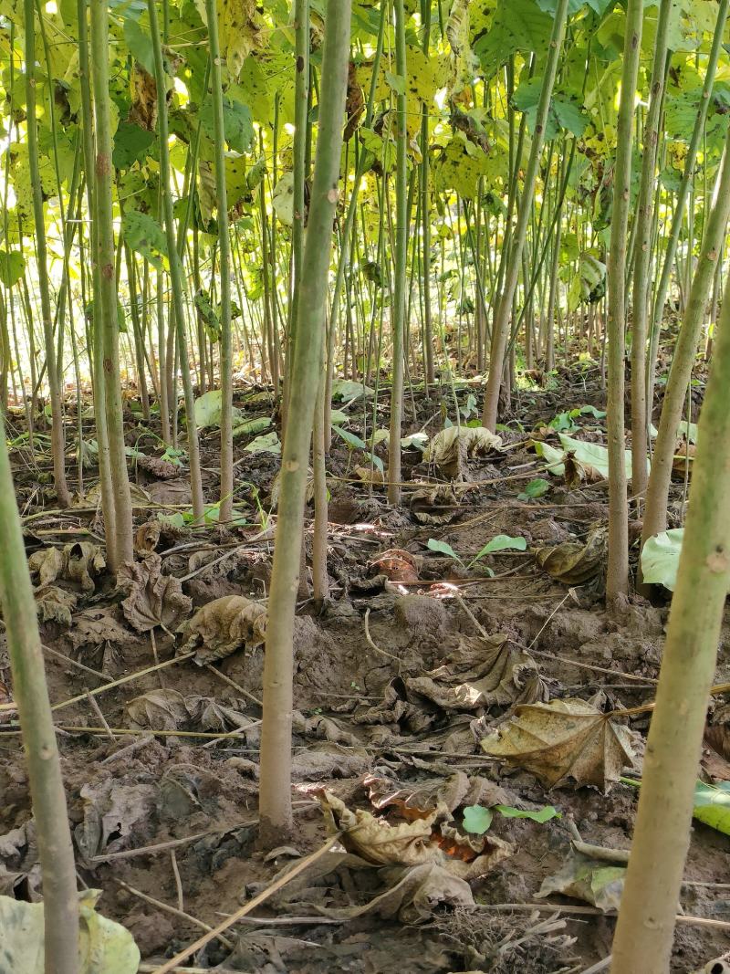 高产优质油桐批发基地，买油桐树苗请选择我们专业的培育公司
