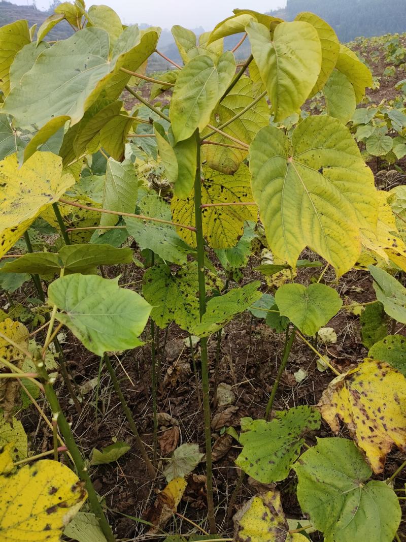 高产优质油桐批发基地，买油桐树苗请选择我们专业的培育公司