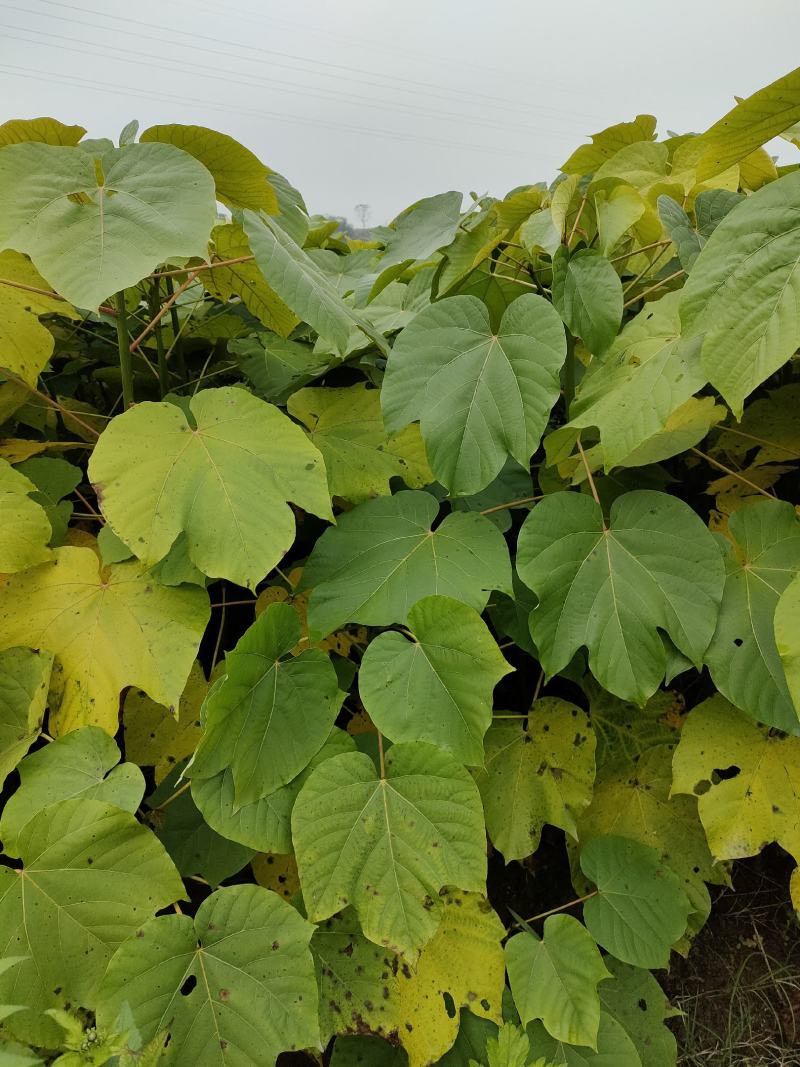 高产优质油桐批发基地，买油桐树苗请选择我们专业的培育公司