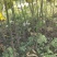 高产优质油桐批发基地，买油桐树苗请选择我们专业的培育公司