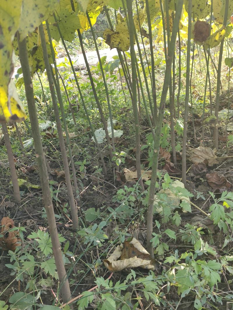 高产优质油桐批发基地，买油桐树苗请选择我们专业的培育公司