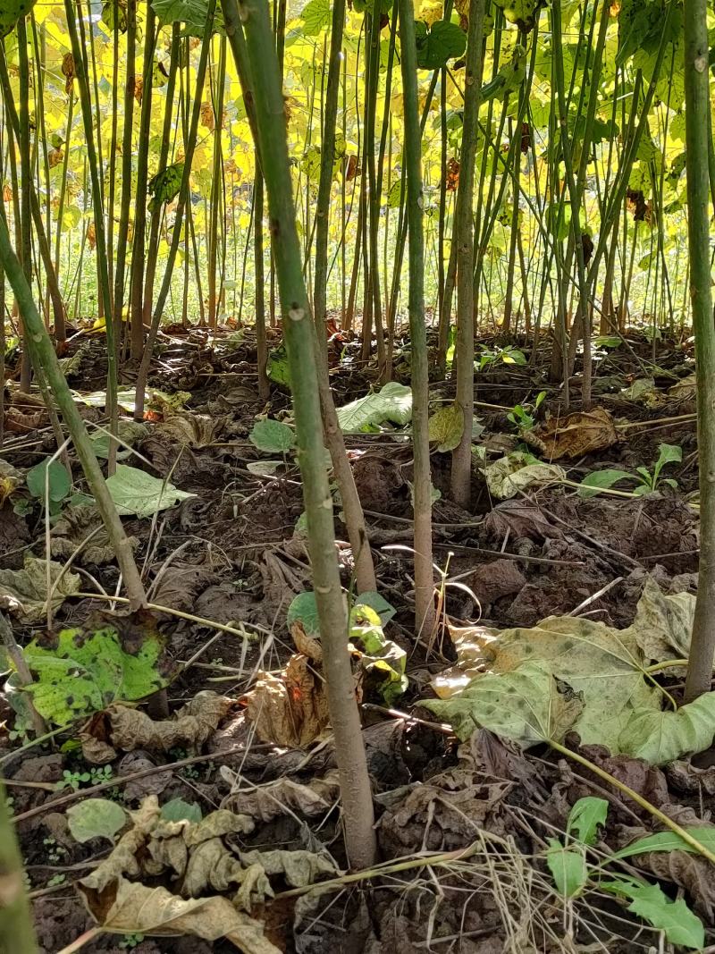 高产优质油桐批发基地，买油桐树苗请选择我们专业的培育公司