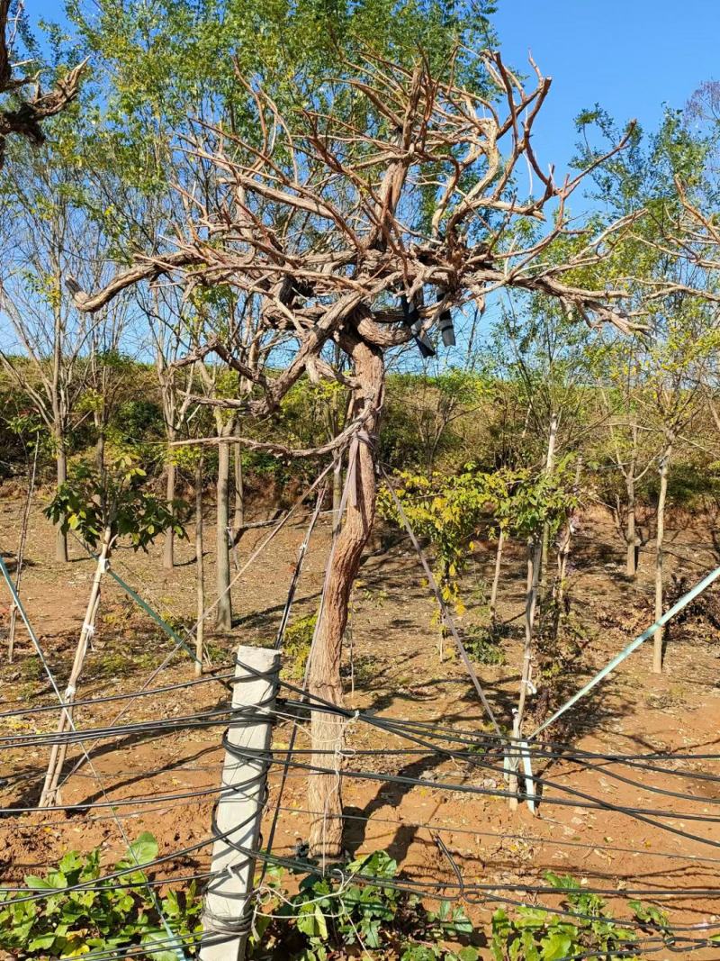 凌霄花树1.5公分-30公分造型凌霄苗圃直销，一手货源