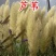 水生植物芦苇种子耐旱易活新采芦苇细叶粗叶庭院园林净化水质
