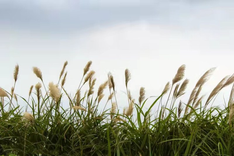 水生植物芦苇种子耐旱易活新采芦苇细叶粗叶庭院园林净化水质