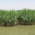 水生植物芦苇种子耐旱易活新采芦苇细叶粗叶庭院园林净化水质