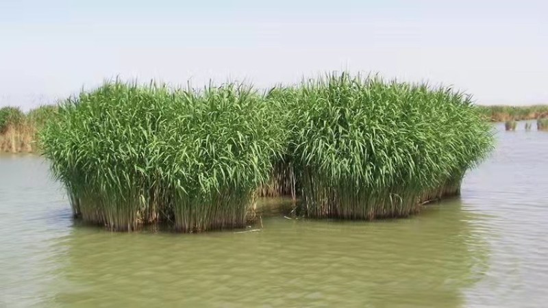 水生植物芦苇种子耐旱易活新采芦苇细叶粗叶庭院园林净化水质