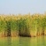 水生植物芦苇种子耐旱易活新采芦苇细叶粗叶庭院园林净化水质