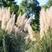 水生植物芦苇种子耐旱易活新采芦苇细叶粗叶庭院园林净化水质