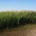 水生植物芦苇种子耐旱易活新采芦苇细叶粗叶庭院园林净化水质
